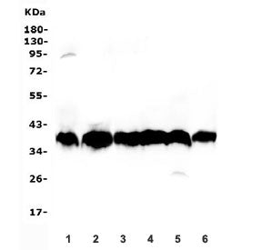 Western blot testing of human 1) placenta, 2) K562, 3) HepG2, 4) ThP-1, 5) HEK293 and 6) PC-3 lysate