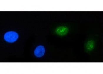 Immunofluorescent staining of FFPE human A549 cells with POLR3GL antibody (green) and DAPI nuclear s
