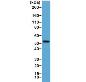 Cyclin B1 Antibody / CCNB1