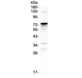 C9 Antibody / Complement component C9