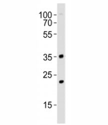 Western blot analysis of lysate from mouse NIH3T3 cell line using WDR5 antibody at 1:1000. Predicted