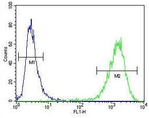cGAMP Synthase Antibody / cGAS