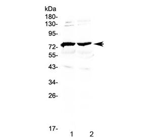 GAS6 Antibody (Growth arrest-specific 6)
