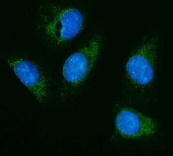 Immunofluorescent staining of FFPE human U-2 OS cells with Hexosaminidase A antibody (green) and DAP
