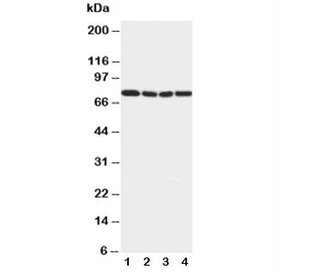 IRAK1 Antibody