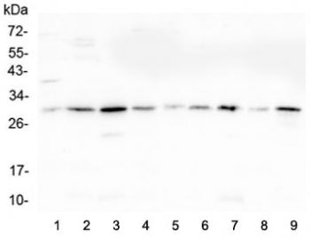 RPS3 Antibody