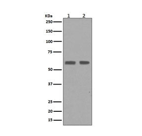 Cyclin B1 Antibody / CCNB1