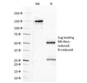 SDS-PAGE Analysis of Purified, BSA-Free Semaphorin-4D Antibody (clone A8). Confirmation of Integrity