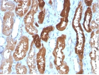IHC staining of FFPE human kidney tissue with FABP3 antibody (clone FABP3/3430) HIER: boil tissue se