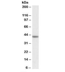 TAF7L Antibody
