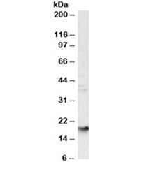 Western blot testing of human liver lysate with Glycophorin A antibody at 1ug/ml. Expected molecular