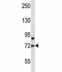 FOXO3 antibody western blot analysis in CEM lysate. Expected molecular weight: 71-90 kDa depending o