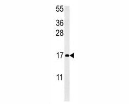 CCL4 Antibody