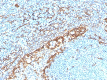 IHC staining of FFPE human tonsil with recombinant Podoplanin antibody (clone PDPN/4009R). HIER: boi