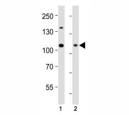 Dnmt3a Antibody