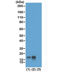 Histone H3 Antibody (pThr3)