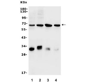 Western blot testing of rat 1) RH35, 2) C6 and mouse 3) HEPA1-6 and 4) Neuro-2a lysate with Arylsulf
