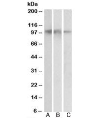 NTRK2 Antibody
