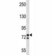 PCSK7 Antibody