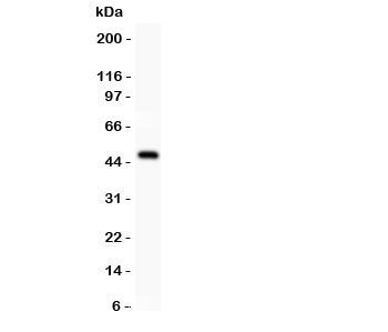 Western blot testing of AP2 alpha antibody and rat spleen lysate. Predicted molecular weight ~47 kDa.