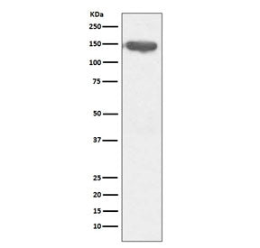 CD13 Antibody / ANPEP