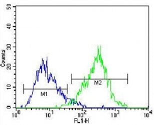 CD138 Antibody