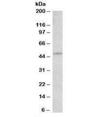 IL7R Antibody