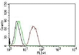 Estrogen Receptor beta Antibody