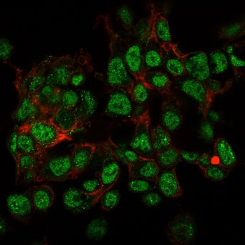 SUMO2/3 Antibody