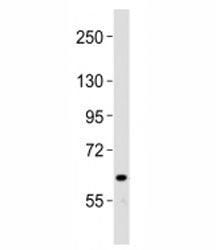 NOTCH4 Antibody