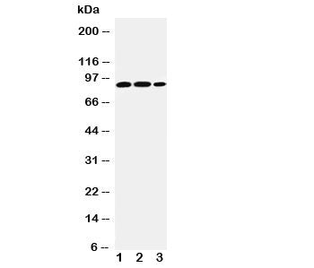 STAT4 Antibody