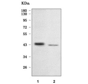 Western blot testing of human 1) K562 and 2) HepG2 cell lysate with NFE2 antibody. Predicted molecul