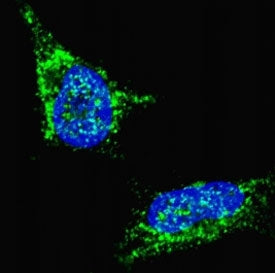 LIN28B Antibody