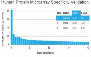 Recombinant Prostein Antibody / SLC45A3