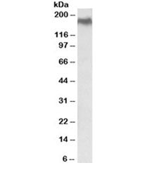 NPC1 Antibody
