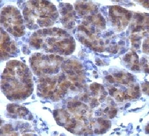 Golgi Antibody