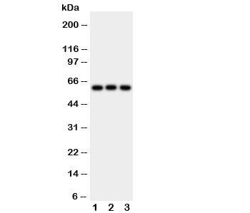 HEXA Antibody