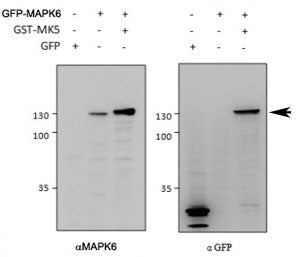 MAPK6 Antibody