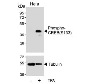 Western blot testing of lysate from HeLa cells treated or untreated with TPA, using phospho-CREB ant