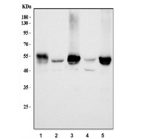 Western blot testing of 1) rat liver, 2) rat testis, 3) rat RH35, 4) mouse brain and 5) mouse liver 