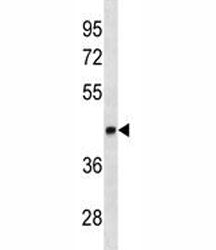 LEF1 Antibody