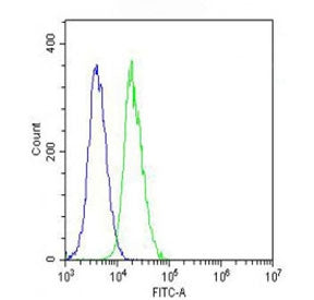 Flow cytometry testing of fixed and permeabilized mouse NIH 3T3 cells with Vinculin antibody; Blue=i