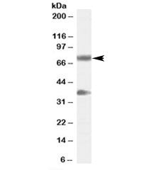 NRG3 Antibody