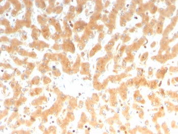 Factor VII Antibody