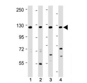INTS3 Antibody (Center Region)