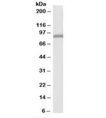 Western blot testing of human kidney lysate with Ppig antibody at 2ug/ml. Predicted molecular weight