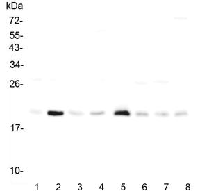 RAP1A Antibody / KREV1