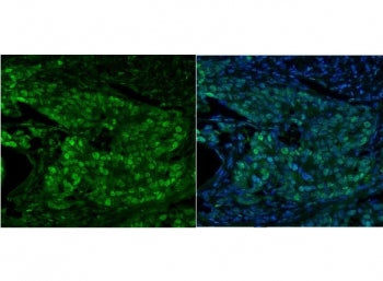 MCM5 Antibody