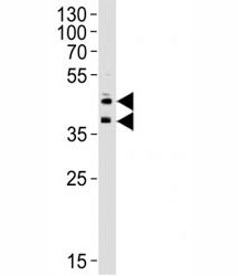 CD34 Antibody, 0.08ml