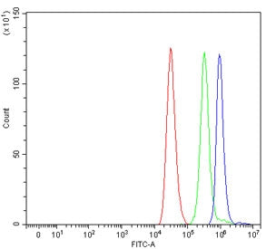 PALB2 Antibody / FANCN
